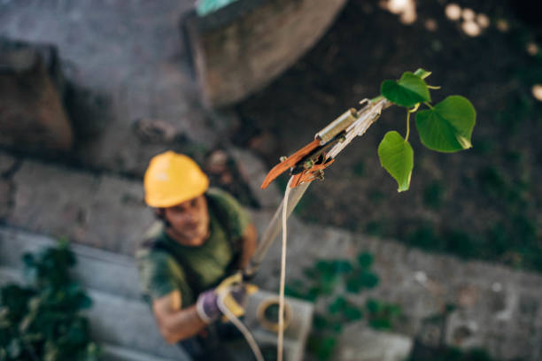 Trusted Shavertown, PA Tree Care  Experts